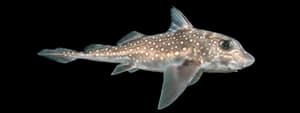 Spotted Ratfish