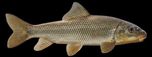 Shorthead redhorse