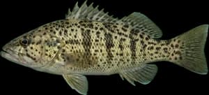 Spotted sand bass