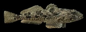 Staghorn Sculpin