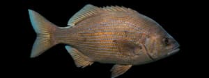 striped seaperch