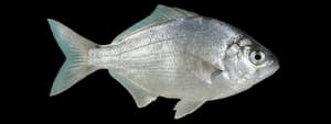Silver surfperch