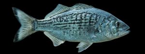 Shiner surfperch