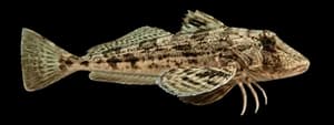 Striped sea robin