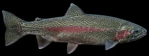 Steelhead