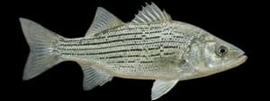 Hybrid striped bass