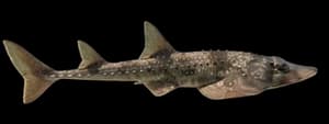 Thornback Guitarfish