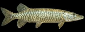Tiger Muskellunge