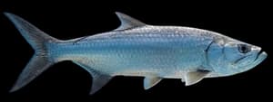 Tarpon