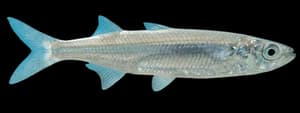 topsmelt