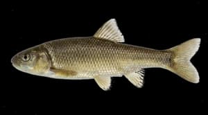 Utah Chub