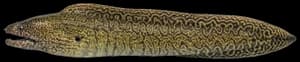 Undulated moray