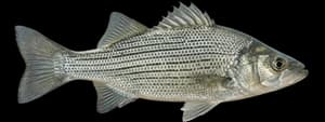 White bass