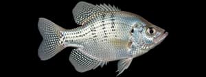 White crappie