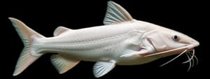 White catfish