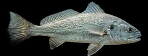 White croaker