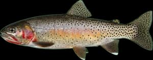 Westslope cutthroat trout