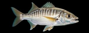 Weakfish