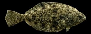 Winter flounder