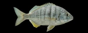 White seaperch