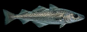 Walleye pollock