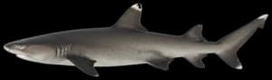 Whitetip reef shark