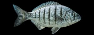 Walleye surfperch