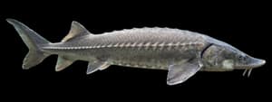 White sturgeon