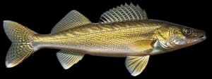Walleye