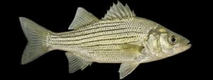 Yellow bass