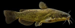 Yellow bullhead