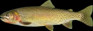 Yellowstone cutthroat trout