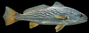 Yellowfin croaker