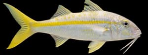 Yellowstripe goatfish