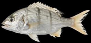 Yellowfin mojarra