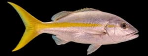 Yellowtail snapper