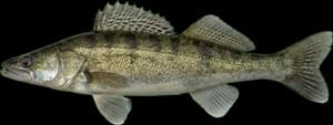 Zander