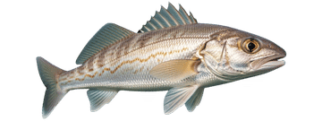 Croaker