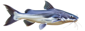 Blue catfish