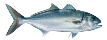 Bluefish