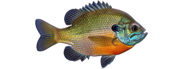 Bluegill