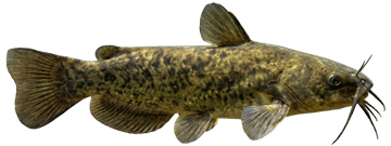 Brown bullhead