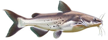 Channel catfish