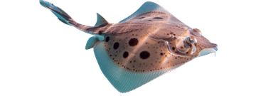 Clearnose skate