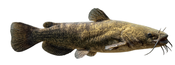 Flathead catfish
