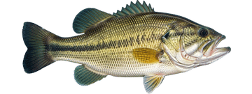 Largemouth bass