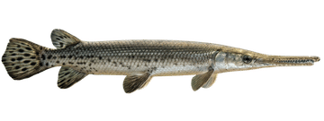 Longnose gar