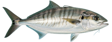 Northern kingfish