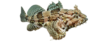 Oyster toadfish