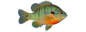 Pumpkinseed sunfish